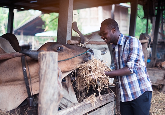 man in a barn with livestock